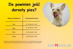 Ile karmy dla szczeniaka? Tabele, porady i zdrowy wzrost pupila