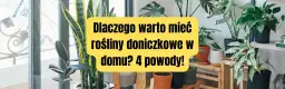 Dlaczego uprawiamy rośliny doniczkowe? Odkryj ich niesamowite korzyści