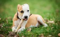 Kiedy założyć obrożę przeciwpchelną szczeniakowi, by nie zaszkodzić?