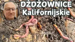 Rozmnażanie dżdżownic: Skuteczne metody hodowli i rozmnażania dżdżownic