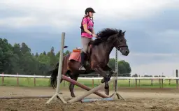 Klub Sportowy Equiright: najlepsze lekcje jazdy konnej w Warszawie