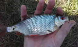 Najskuteczniejsze przynęty na płoć – jak złowić więcej ryb?