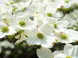 Co teraz kwitnie na biało? Odkryj piękne rośliny do ogrodu