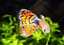 Jak rozmnażać gupiki: Kluczowe warunki i techniki dla sukcesu