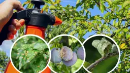 Kiedy opryskiwać drzewa owocowe, aby uniknąć chorób i szkodników?