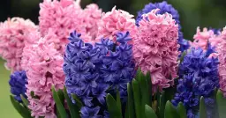 Jak długo kwitnie hiacynt w doniczce? Oczekuj 10-20 dni piękna