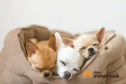 Kiedy szczeniaki otwierają oczy? Zaskakujące fakty o rozwoju pupila