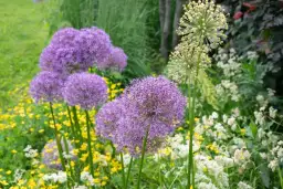 Jak kwitnie czosnek jadalny? Poznaj jego piękne kwiaty i pielęgnację