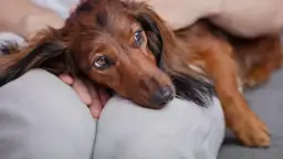 Czy pies może jeść pasztet? Sprawdź, co może mu zaszkodzić