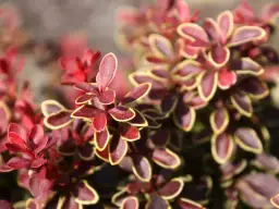 Co ile sadzić berberys na żywopłot, aby uniknąć błędów w ogrodzie