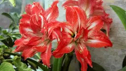 Jak uprawiać amarylis: proste kroki do pięknych kwiatów w domu