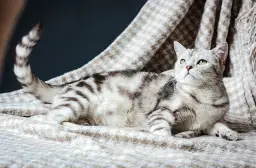 Tak, karmiąca kotka może zajść w ciążę! Jak uniknąć zagrożeń?