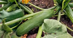 Jak uprawiać cukinię: proste błędy, których warto unikać w ogrodzie