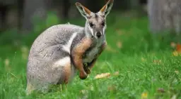 Czy kangury są zagrożone wyginięciem? Oto niepokojące fakty