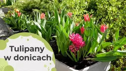 Jak sadzić tulipany w doniczce, aby uniknąć najczęstszych błędów