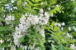 Jak długo kwitnie akacja? Czas kwitnienia i wpływ warunków pogodowych