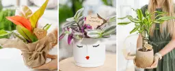 Jak zapakować kwiaty w doniczce, aby uniknąć uszkodzeń i zachwycić?