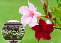 Kiedy wystawić sundaville na balkon, aby uniknąć przymrozków?