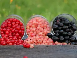 Czy pies może jeść czerwoną porzeczkę? Korzyści i zagrożenia