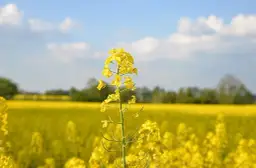 Jak długo kwitnie rzepak? Poznaj kluczowe czynniki i terminy