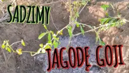 Jak sadzić jagody goji, aby uniknąć najczęstszych błędów?