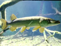 Jakie ryby na Mazurach? Odkryj najlepsze gatunki i miejsca połowu