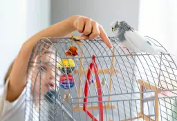 Dziecko pokazuje papudze, jak duża powinna być klatka dla papugi, by mogła swobodnie latać i bawić się zabawkami.