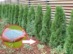 Kiedy nawóz pod tuje? Kluczowe terminy dla zdrowego wzrostu