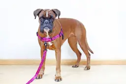 Pies ciągnie? Skuteczne szelki, obroże i trening bez bólu