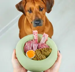 Czy pies może jeść podroby? Odkryj korzyści i zagrożenia