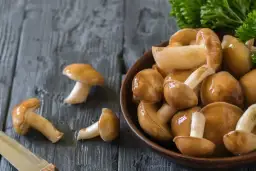 Jak suszyć maslaki, gąski i zajączki - porady