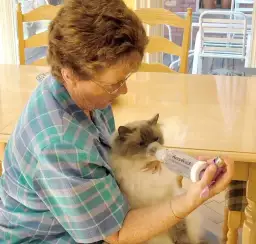 Jak oduczyć kota ssania? Skuteczne metody i porady dotyczące leczenia