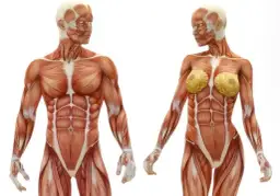 El músculo más grande del cuerpo: funciones y datos sorprendentes