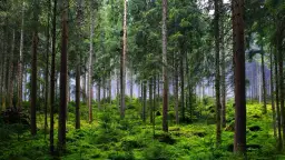 Gęsty, zielony las iglasty, przypominający krajobraz parków narodowych i rezerwatów przyrody.