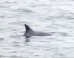 Czy delfiny są w Bałtyku? Rzadkie obserwacje i ich przyczyny