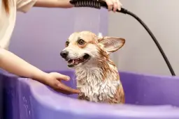 Jak wytresować psa w domu? Proste metody, duży sukces!