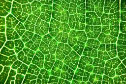 Co to jest komórka roślinna? Odkryj jej tajemnice i funkcje