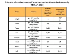 Co ile karmić szczeniaka? Harmonogram i błędy, których unikniesz