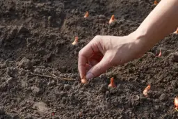 Dłoń umieszcza małą cebulkę w ziemi, rozpoczynając sadzenie. Wokół widać już posadzone cebule, gotowe do wzrostu.