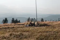 Góry z psem gdzie - najlepsze trasy i zasady dla psich wędrowców