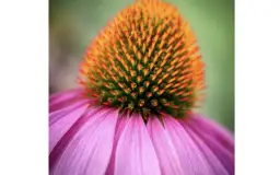 Jeżówka (Echinacea): charakterystyka, uprawa i zastosowania w ogrodzie