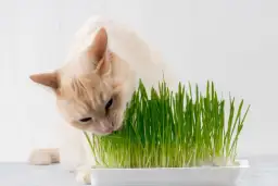 Czy koty mogą jeść owies? Bezpieczny poradnik dla właścicieli