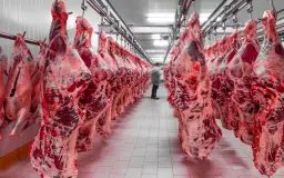 Ubojnia wołowiny: Jak zapewnić jakość i dobrostan zwierząt?