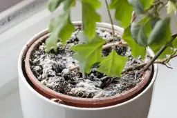 Jak skutecznie pozbyć się pleśni w doniczce i zapobiec nawrotom