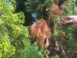 Suchy, brązowy fragment żywotnika obok zielonych gałązek. Dłoń dotyka igieł.