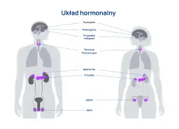 Ilustracja przedstawia budowę i rolę układu hormonalnego, ukazując gruczoły dokrewne w ludzkim ciele, takie jak przysadka, tarczyca, nadnercza i gonady.