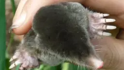 Skuteczne sposoby na pozbycie się kretów z działki bez bólu