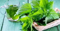 Czy dzieci mogą pić herbatę z pokrzywy: Bezpieczny wiek i dawkowanie