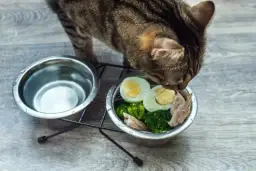 Czy koty mogą jeść frytki? Dowiedz się, dlaczego to niebezpieczne.