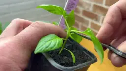 Jak przycinać paprykę, by zwiększyć plony i jakość owoców